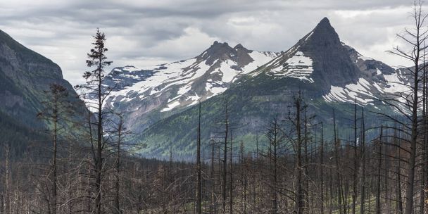Burnt trees with snowcapped mountain in the background, Glacier National Park, Glacier County, Montana, USA - Photo, Image