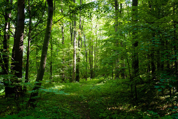 Όμορφο δάσος στο Koprivnice - Φωτογραφία, εικόνα
