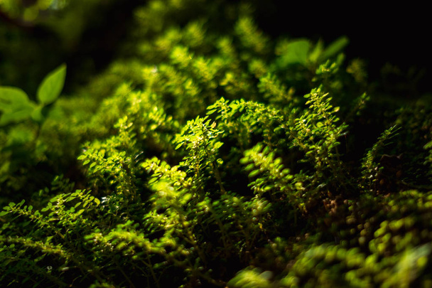 gros plan belles plantes vertes poussant sur la roche dans la forêt avec un
  - Photo, image