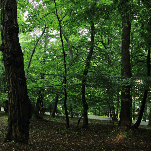 Raggi di sole attraverso gli alberi dopo la pioggia estiva nel parco chiamato da Adam Mickevich in città Sanok, Polonia
 - Foto, immagini