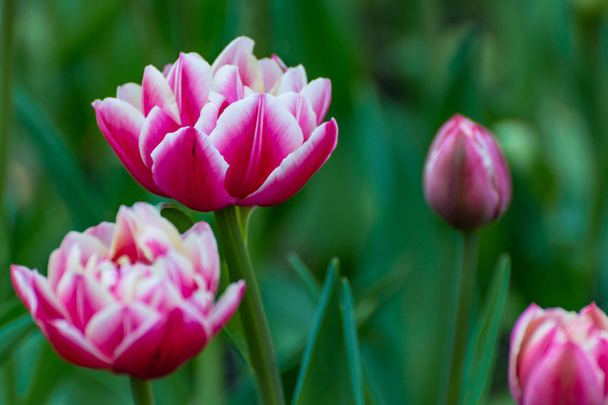 There are many magenta and white tulips in the spring garden. - Fotografie, Obrázek