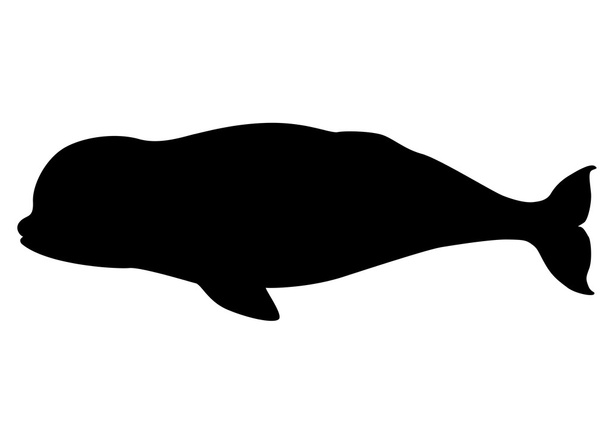Beluga bálna sziluett - Vektor, kép
