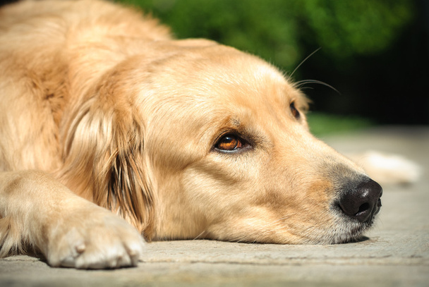 床に寝そべってるゴールデンレトリバー犬 - 写真・画像