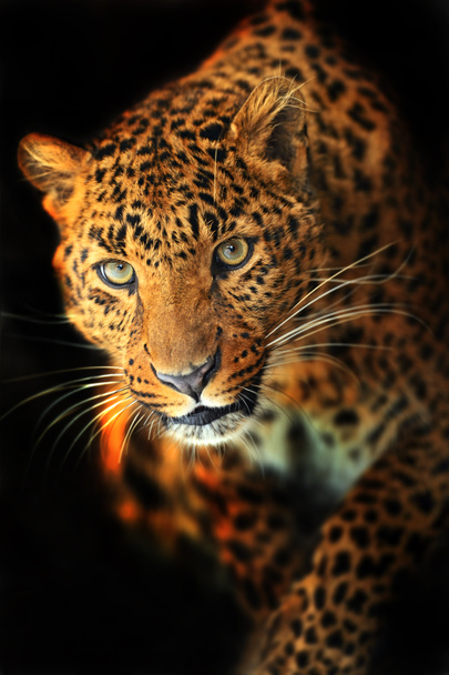 leopardo - Foto, Imagen