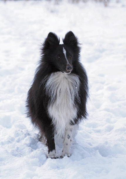Portrait of the black sheltie on a snow background - Foto, immagini