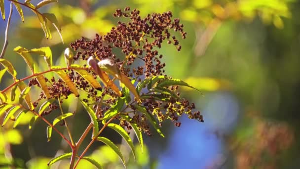 Sorbaria sorbifolia is commonly known as false spiraea, also spelled false spirea in family Rosaceae. Other common names are False Goat's Beard, Sorb-leaved Schizonotus, and Ural False Spirea. - Footage, Video