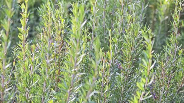 Rosmarinus officinalis, commonly known as rosemary, is woody, perennial herb with fragrant, evergreen, needle-like leaves and white, pink, purple, or blue flowers, native to Mediterranean region. - Footage, Video