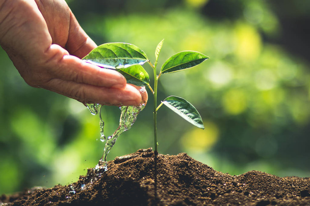 Planta Plántulas de café en la naturaleza Primer plano de planta verde fresca
 - Foto, Imagen
