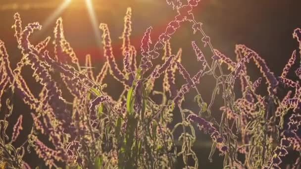 Salvia leucantha (mexikanischer Buschsalbei) ist eine krautige Staude, die in den subtropischen und tropischen Nadelwäldern Mexikos beheimatet ist. Blüten sind meist weiß, die aus farbigen Hochblättern hervorgehen. - Filmmaterial, Video