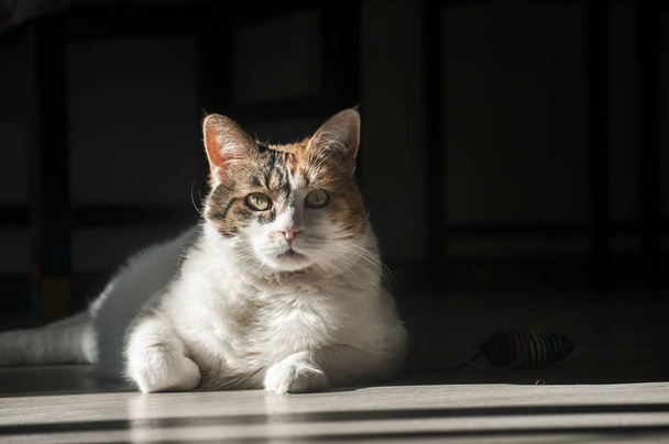 Female cat lying in sunlight shadow on house wooden floor - Photo, Image