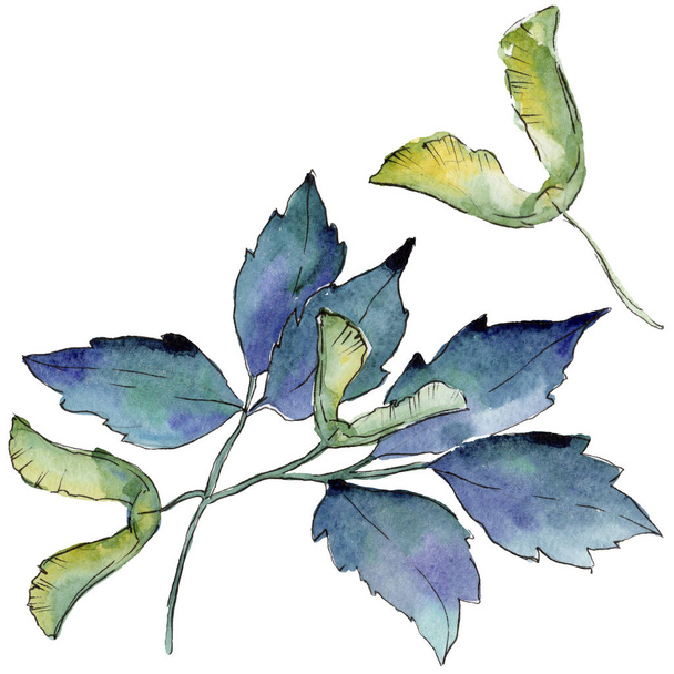 Клен листя в акварельному стилі ізольовані
. - Фото, зображення