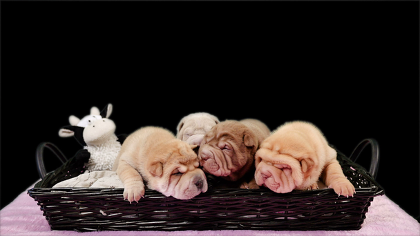 Quatro cachorros recém-nascidos de Shar Pei em uma cesta. Bonito Shar Pei cachorros posando e descansando no estúdio. Rugas minúsculos cachorros bonitos. Banho de cachorro closeup
. - Filmagem, Vídeo