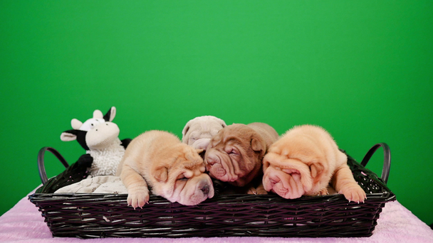 Čtyři novorozence Shar Pei pes štěňata v košíku zelená obrazovka. Roztomilá štěňátka Shar Pei pózování a odpočívá ve studiu. Vrásčitá malé roztomilé psy pro klíčování chroma. Pes bab closeup. - Záběry, video