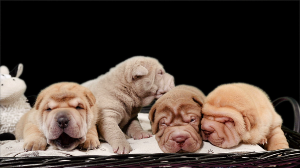 Quattro cuccioli di cane Shar Pei appena nati in un cestino. Carino Shar Pei cuccioli in posa e riposo in studio. Rugoso piccoli cani carini. Primo piano bab cane
. - Filmati, video