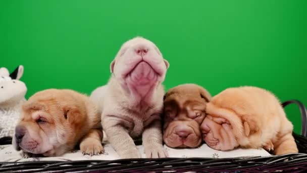 Quatro cachorros recém-nascidos Shar Pei em uma cesta Tela Verde. Bonito Shar Pei cachorros posando e descansando no estúdio. Rugas minúsculos cachorros bonitos para uma chave chroma. Banho de cachorro closeup
. - Filmagem, Vídeo