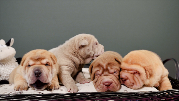 Cuatro cachorros de perro Shar Pei recién nacidos en una canasta. Lindo Shar Pei cachorros posando y descansando en el estudio. Pequeños perros arrugados y lindos. Perro bab primer plano
. - Metraje, vídeo