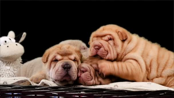 Four Newborn Shar Pei Dog Pups in a Basket. Cute Shar Pei puppies posing and resting in the studio. Wrinkled tiny cute dogs. Dog bab closeup. - Footage, Video