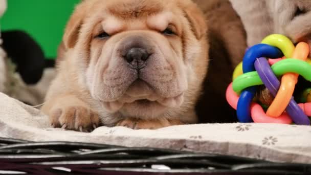 Yeni doğan Shar Pei köpek yavrusu bir sepet içinde ekran yeşil. Poz ve stüdyoda dinlenme şirin Shar Pei kukla. Buruşuk küçük sevimli köpekler için chroma anahtar. Köpek bab portre. - Video, Çekim