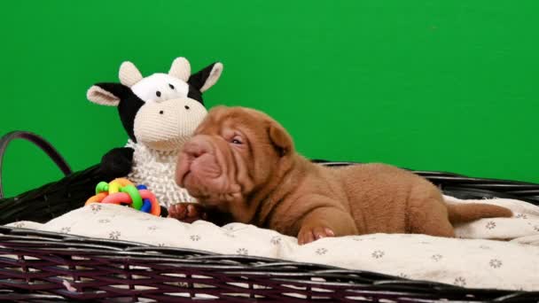 Recién nacido Shar Pei Dog Pup en una cesta verde Screen.Cute Shar Pei cachorro posando y descansando en el studio.Wrinkled perros pequeños lindos para una croma key.Dog bab primer plano
. - Metraje, vídeo
