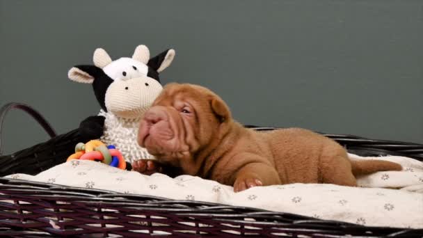 Cão recém-nascido Shar Pei cachorro em uma cesta. Cute Shar Pei cachorro posando e descansando no estúdio. Cão minúsculo enrugado bonito. Banho de cachorro closeup
. - Filmagem, Vídeo