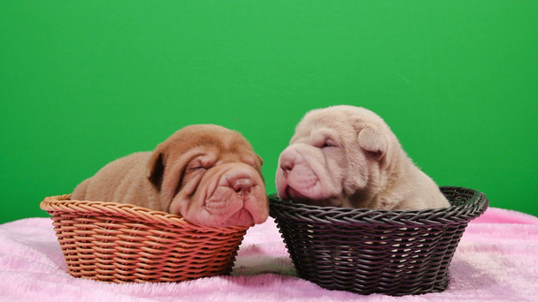 Two Newborn Shar Pei Dog Pups in a Basket Green Screen.Cute Shar Pei puppies posing and resting in the studio.Wrinkled tiny cute dogs for a chroma key.Dog bab closeup. - Footage, Video