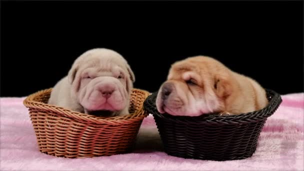 Dos cachorros de perro Shar Pei recién nacidos en una cesta. Lindos cachorros Shar Pei posando y descansando en el estudio. Perros pequeños y arrugados.
. - Metraje, vídeo