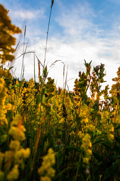 The herbal meadow - Фото, зображення
