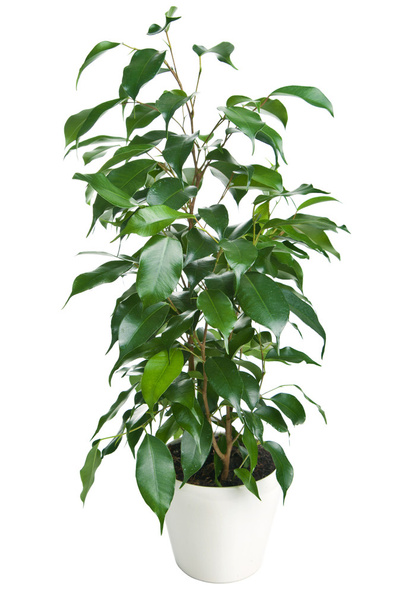Ficus benjamina aislada
 - Foto, Imagen