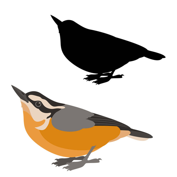 illustration vectorielle oiseau de Sittelle silhouette de style plat
  - Vecteur, image