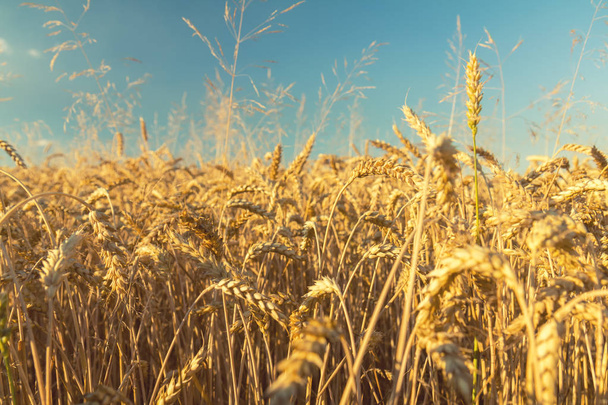 Rolnych fragmentaryczne panorama pola pszenicy - Zdjęcie, obraz