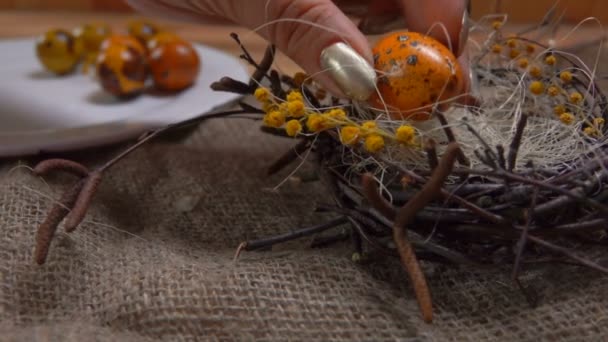 Yellow colored quail eggs are laid in the Easter nest - Video