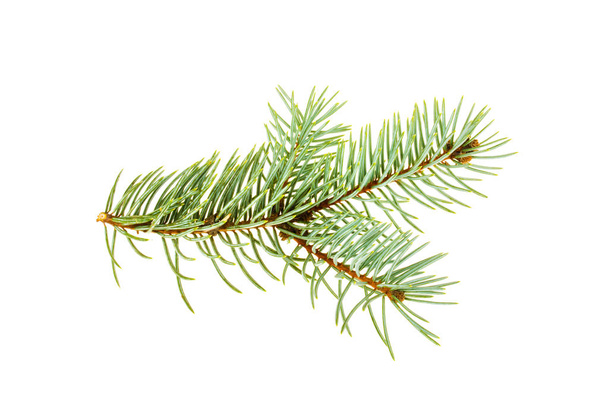 Sprig of spruce on a white background - Photo, Image