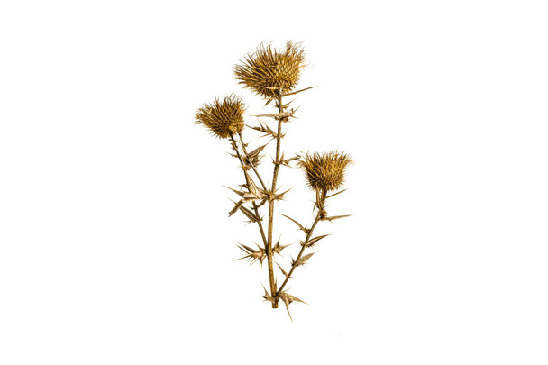 Dried milk thistle on a white background - Photo, Image