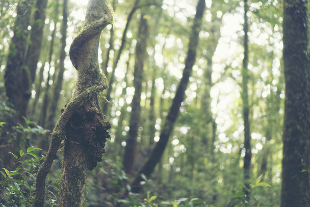 Alberi della foresta pluviale, Albero della luce
 - Foto, immagini