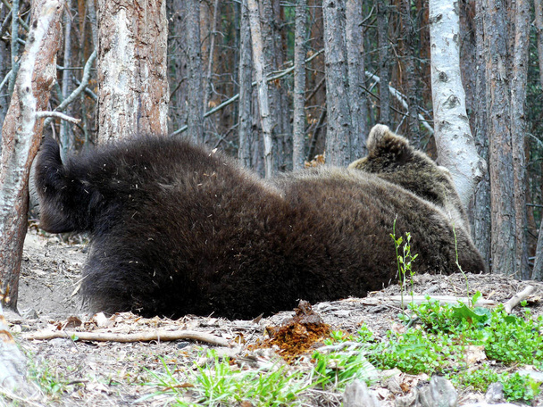 Бурий ведмідь, Урсус arctoslying під соснами в гори Ріла, Болгарія - Фото, зображення