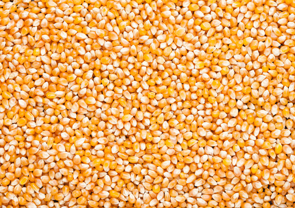 Raw golden sweet corn popcorn grain seeds texture - Fotó, kép