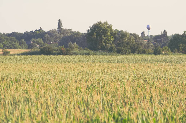 European Farmland with Corn Field - Valokuva, kuva
