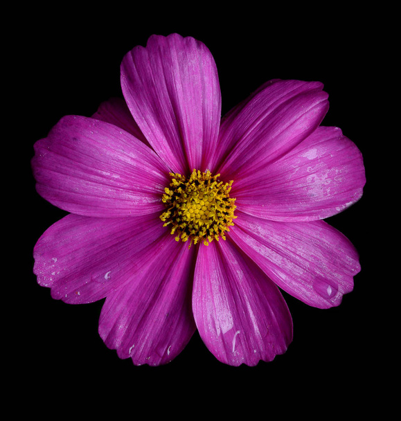 Beautiful Pink Cosmos Flower isolated on black background - Foto, imagen