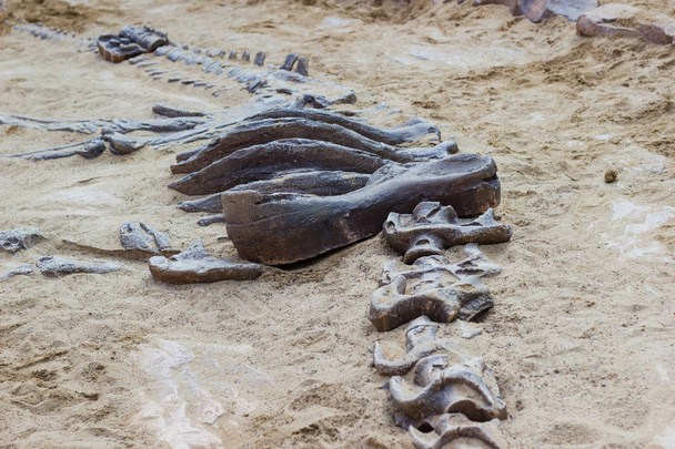 Escavação de simulador fóssil de dinossauro em areia para educação e aprendizagem
 - Foto, Imagem