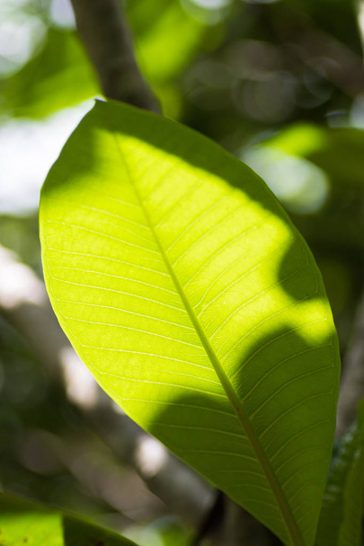 foglie verdi nella foresta giornata di sole - Foto, immagini