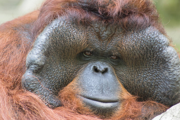 Взрослый самец орангутанга. Портрет взрослого мужчины орангутанга. - Фото, изображение