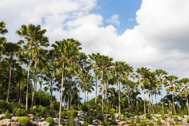 Schöne Palmen und Wolken im Garten - Foto, Bild