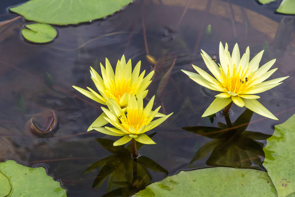 Close up yellow lotus blossom blooming in pond - Photo, Image