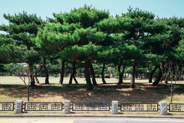 Borovice v Seoul National Cemetery, v Koreji - Fotografie, Obrázek
