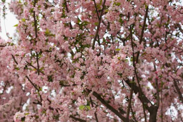 Crimson Cherry Blossoms - Foto, afbeelding