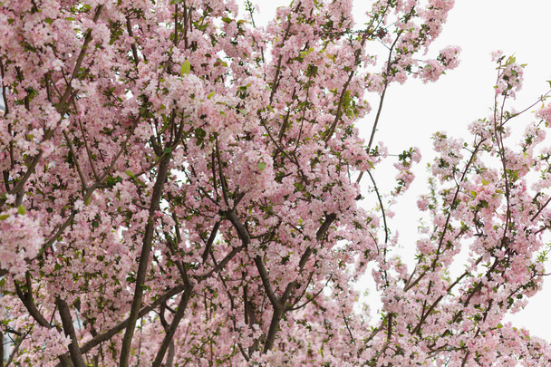 Πορφυρά άνθη κερασιάς - Φωτογραφία, εικόνα