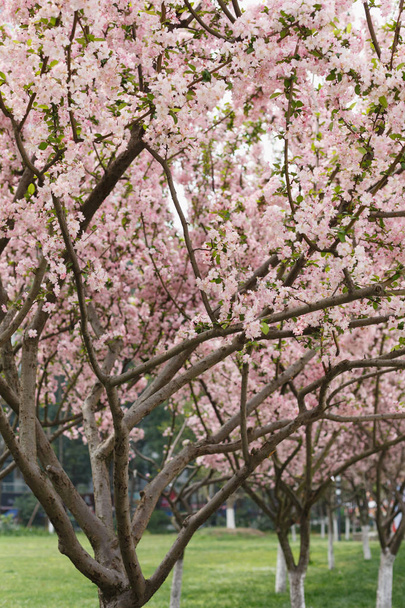 Crimson cherry blossoms - Photo, Image