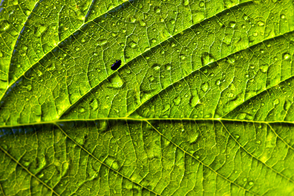 δομή φύλλου διακοσμητικό φυτό είναι στο φως συνάντηση - Φωτογραφία, εικόνα