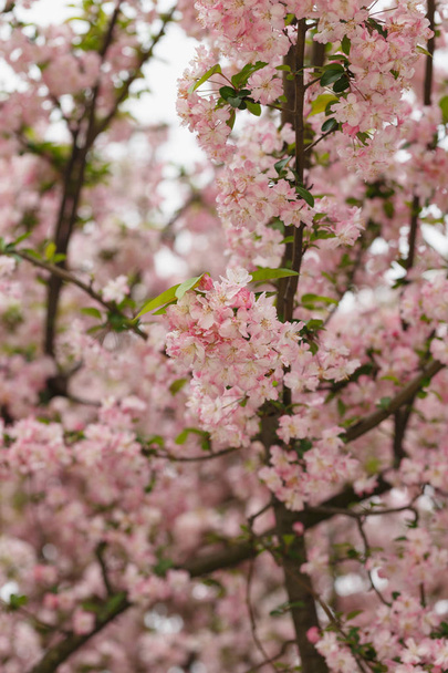 Crimson cherry blossoms - Zdjęcie, obraz