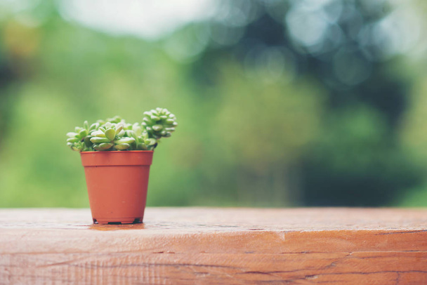 Cactus on wooden table,Natural Cactus Plants on blurred of garde - 写真・画像